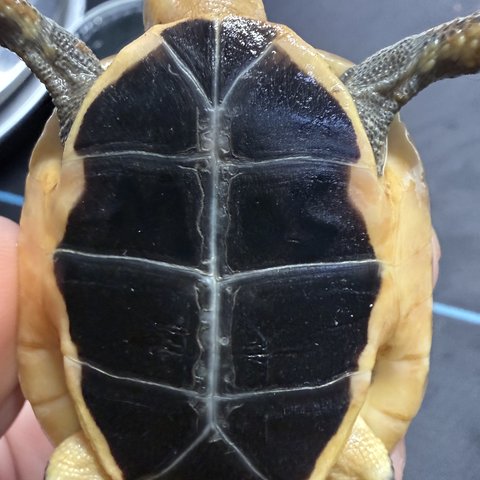 底板