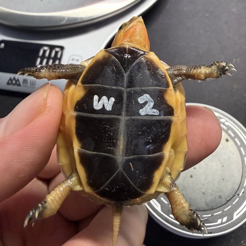 底板