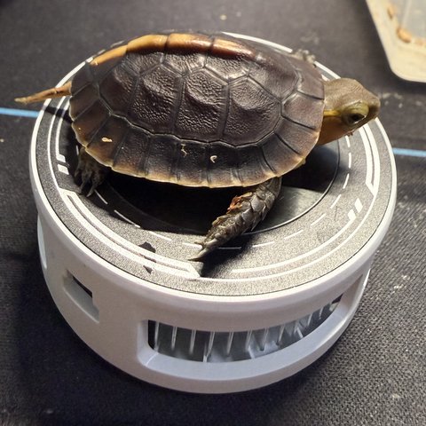 侧视