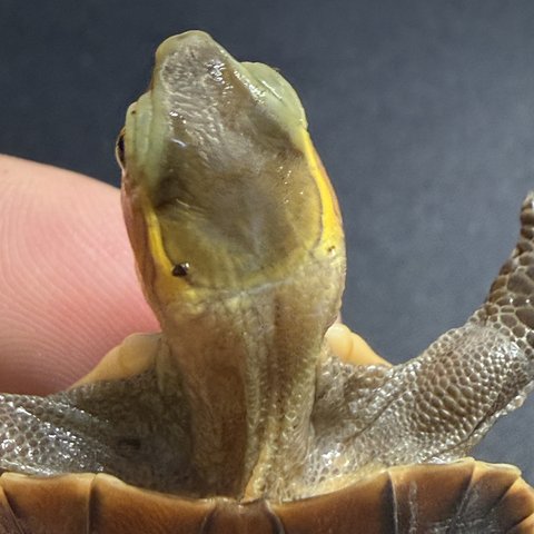 头纹