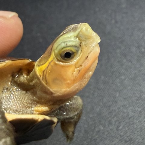 脸色