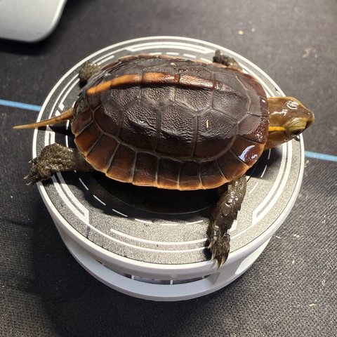 侧视