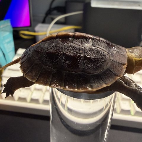 侧视