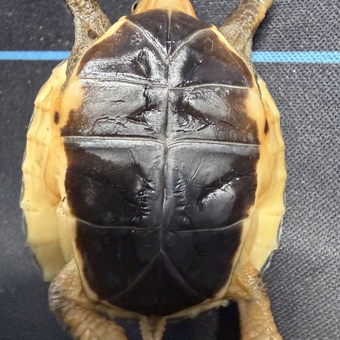底板