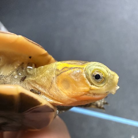 脸色