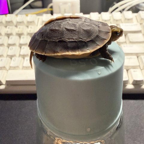 侧视