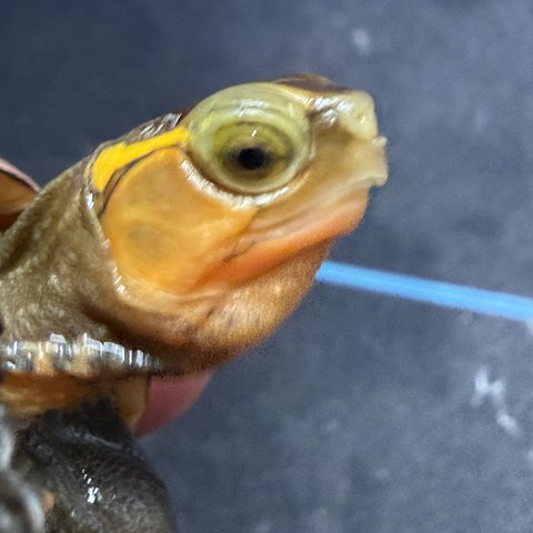 脸色