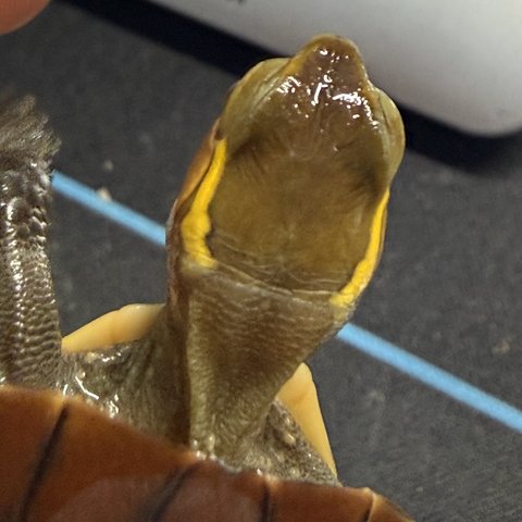 头纹