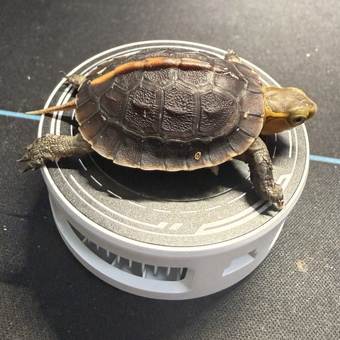 侧视