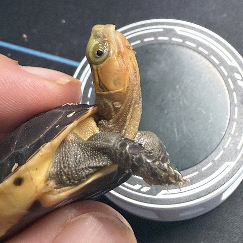 脸色