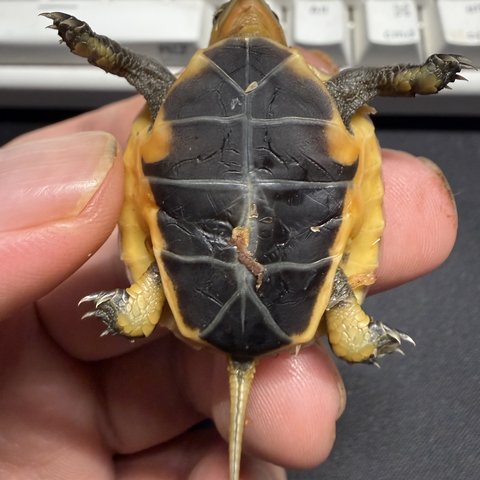 底板