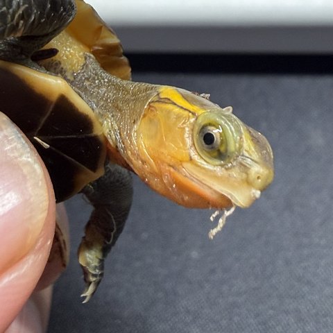 脸色