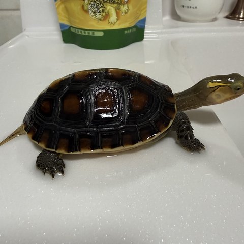 侧视