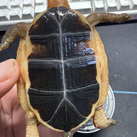 底板