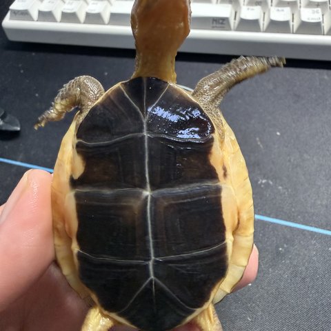 底板