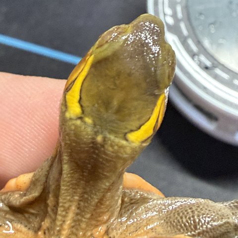 头纹