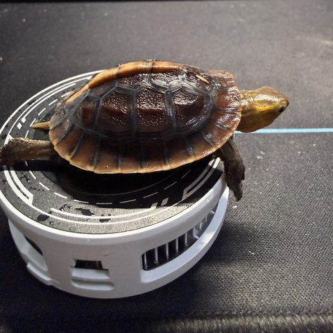 侧视