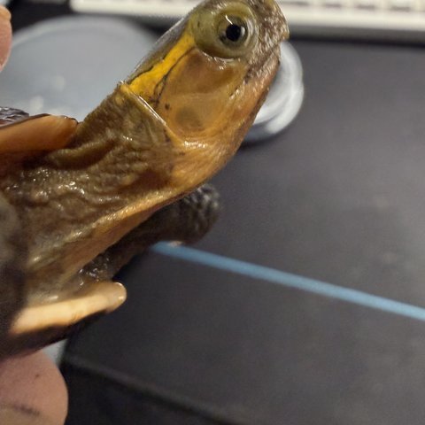 脸色